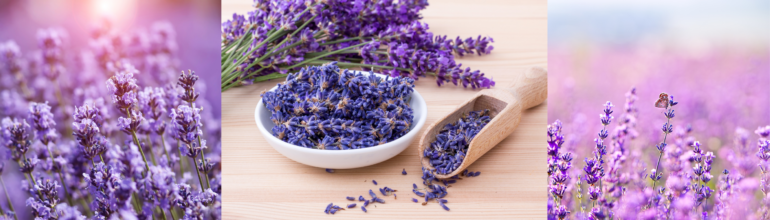 The Healing Power of Lavender
